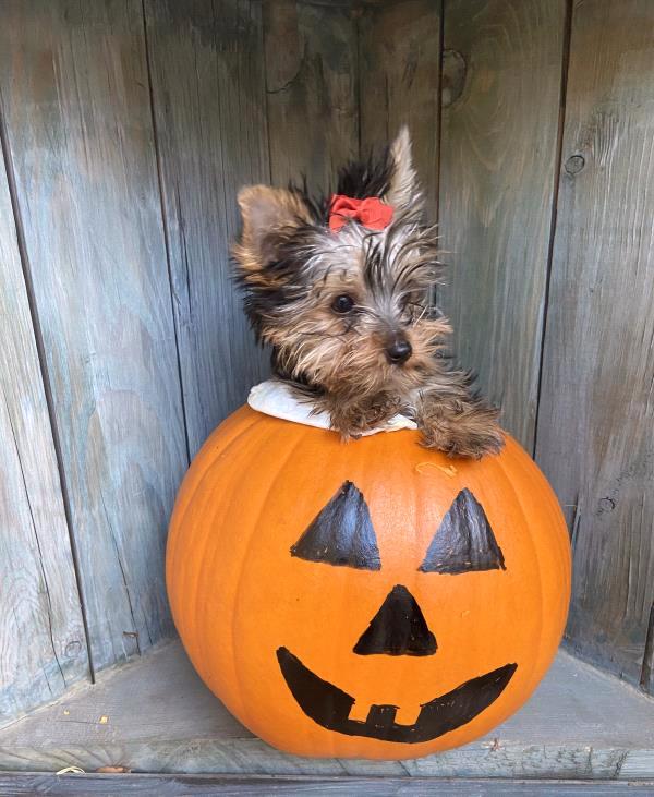 /Images/uploads/Albuquerque Publishing Company/abqjournalpetcontest_finalround2023/entries/25617thumb.jpg